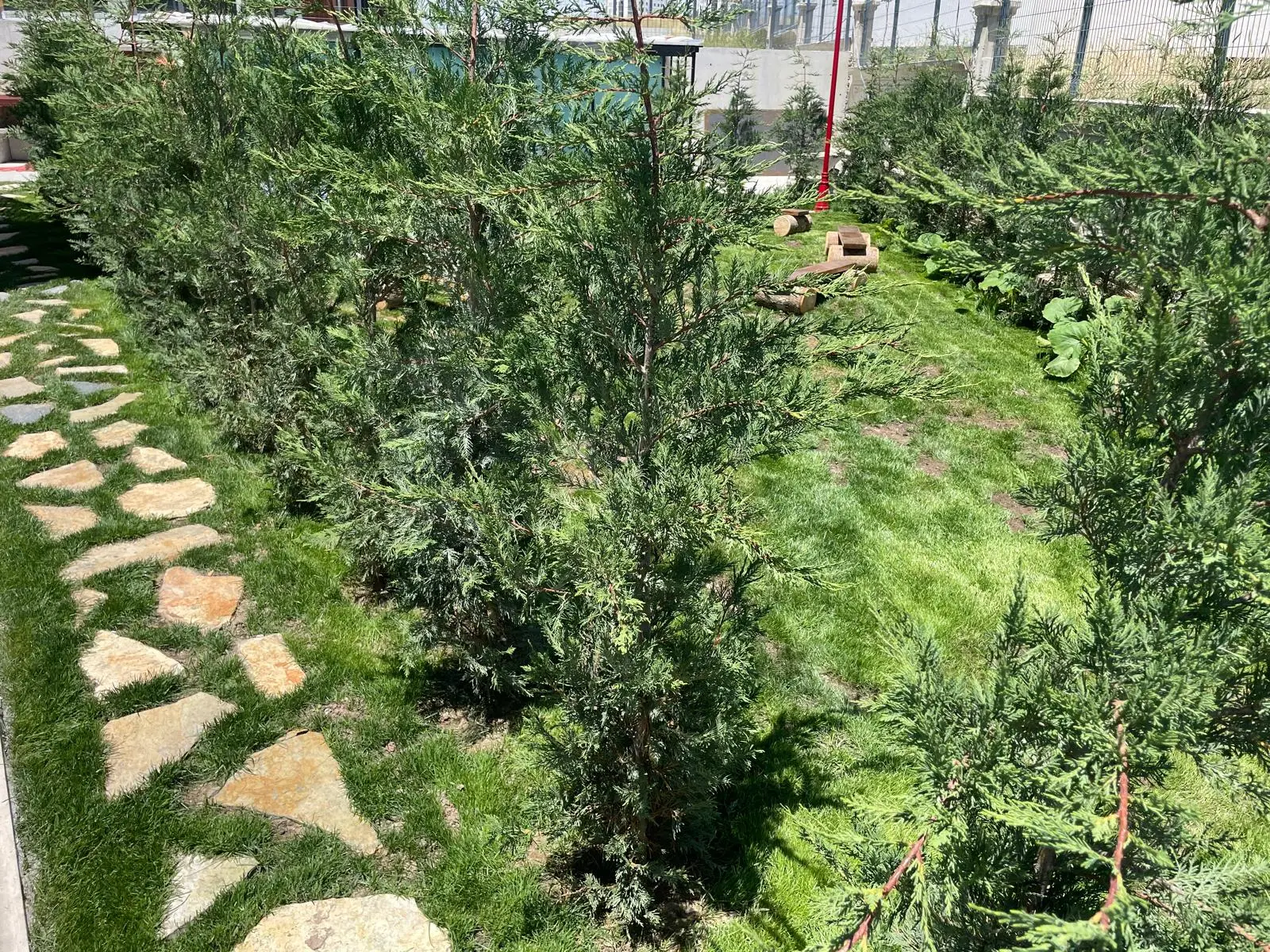 Açı Eryaman Koleji – Garden & Nature – Garden & pine trees
