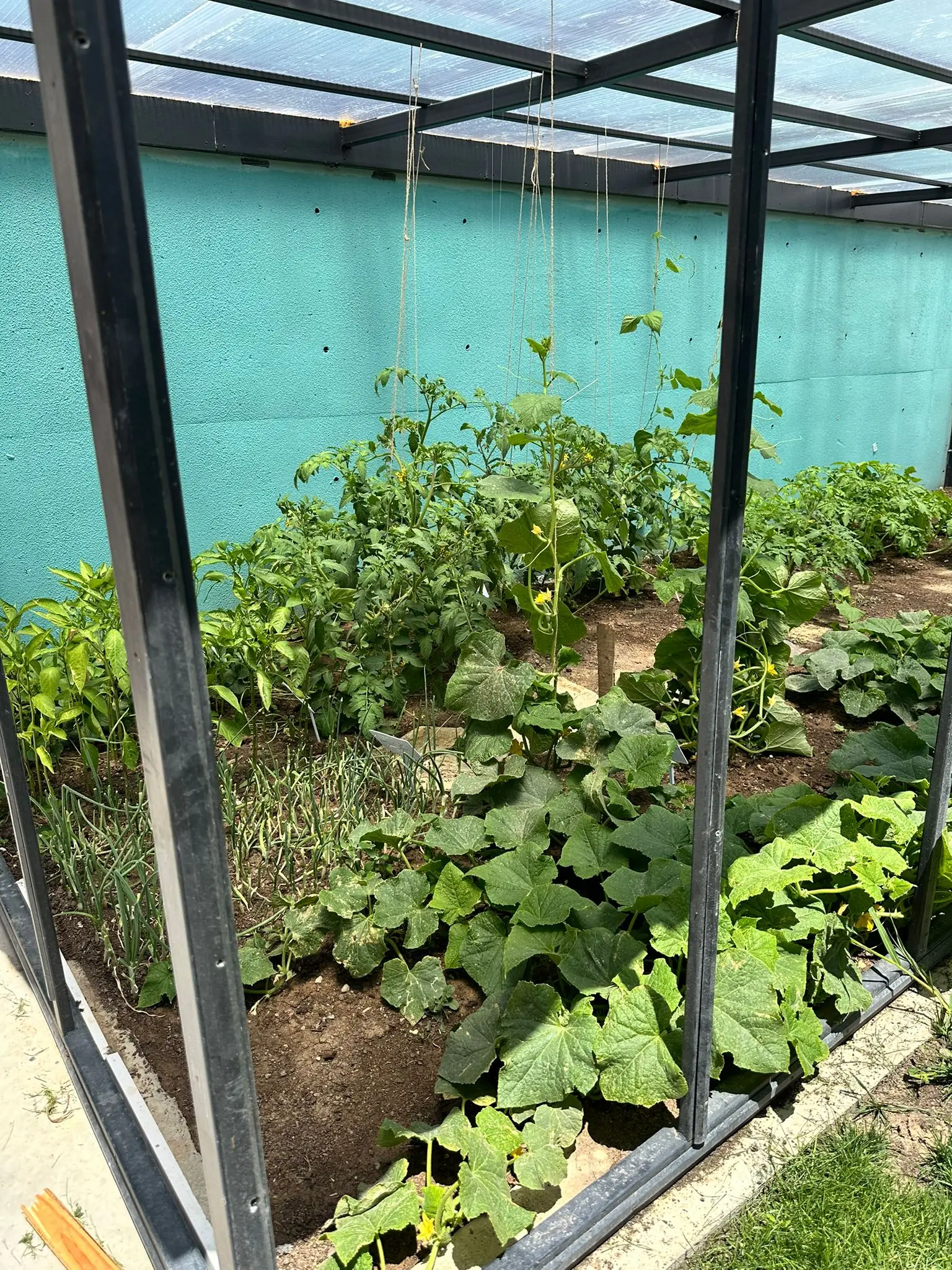 Açı Eryaman Koleji – Garden & Nature – Greenhouse vegetable garden