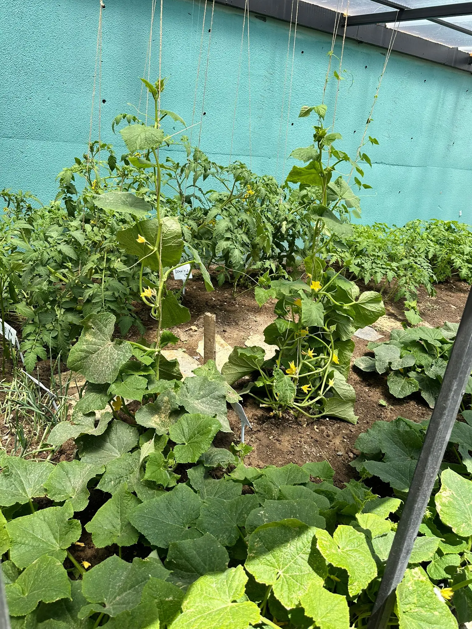 Açı Eryaman Koleji – Garden & Nature – Greenhouse & vegetable garden