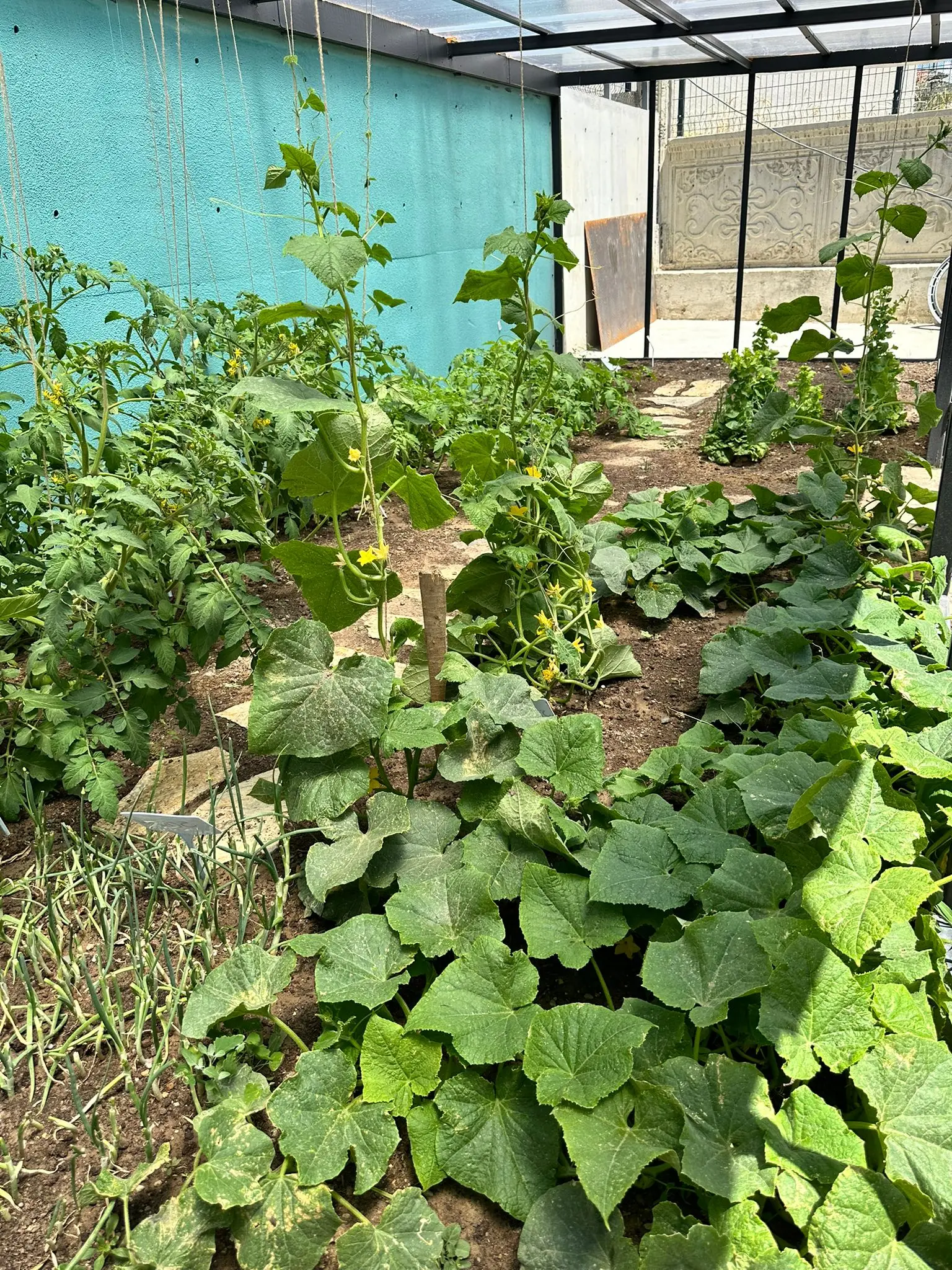 Açı Eryaman Koleji – Garden & Nature – Growing vegetables in the greenhouse