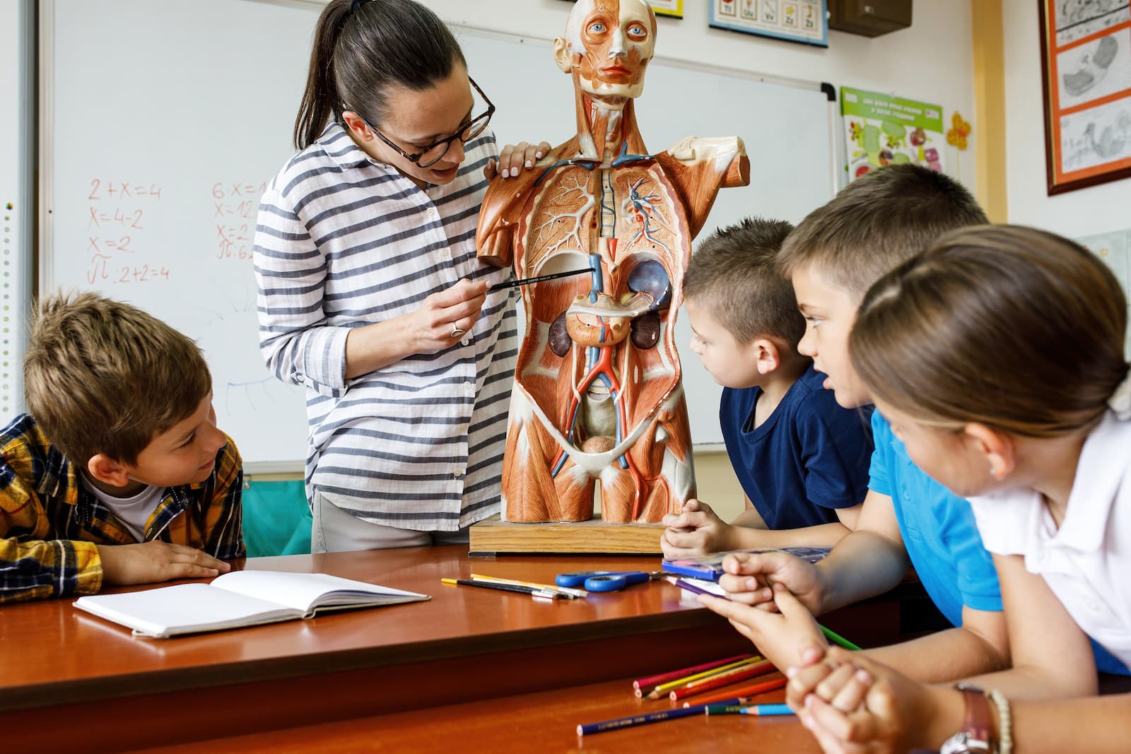 İlkokul fen dersinde öğretmenin insan anatomisi modelini öğrencilere gösterdiği an